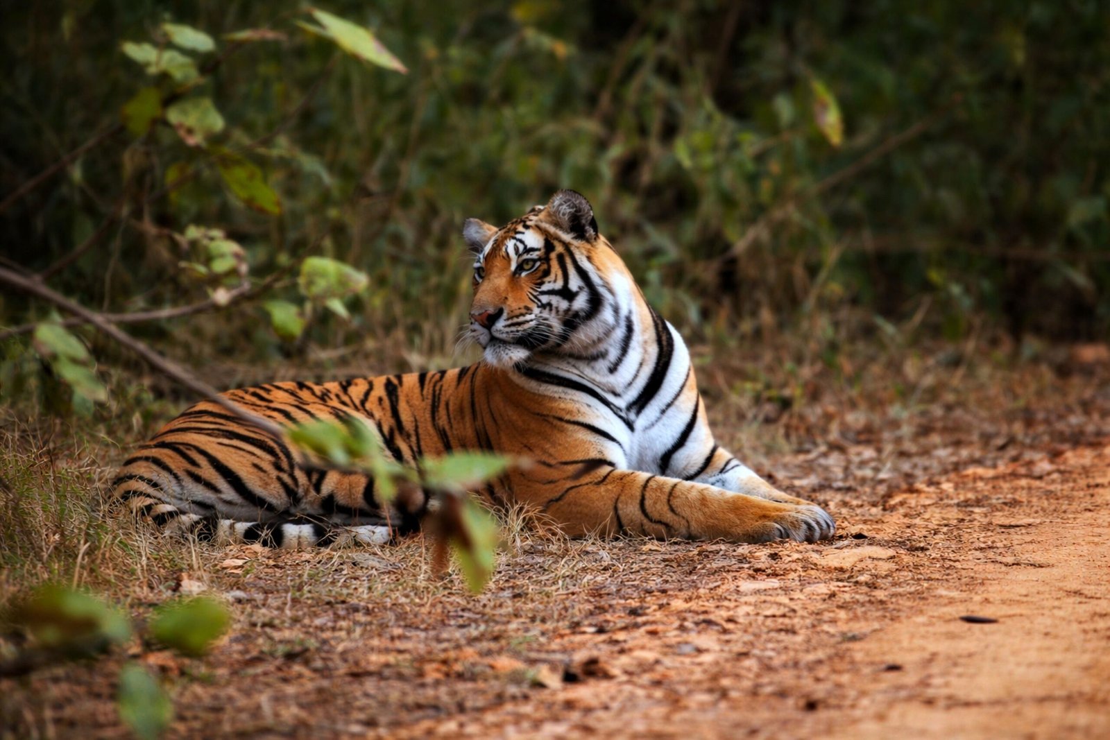 Sur les traces du tigre en Inde – Safari, Taj Mahal et immersion locale